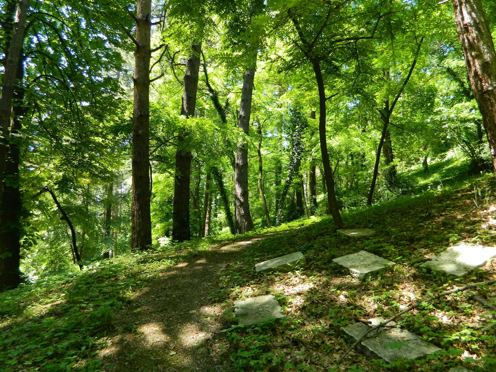Tuzla — green trees on green grass field during daytime