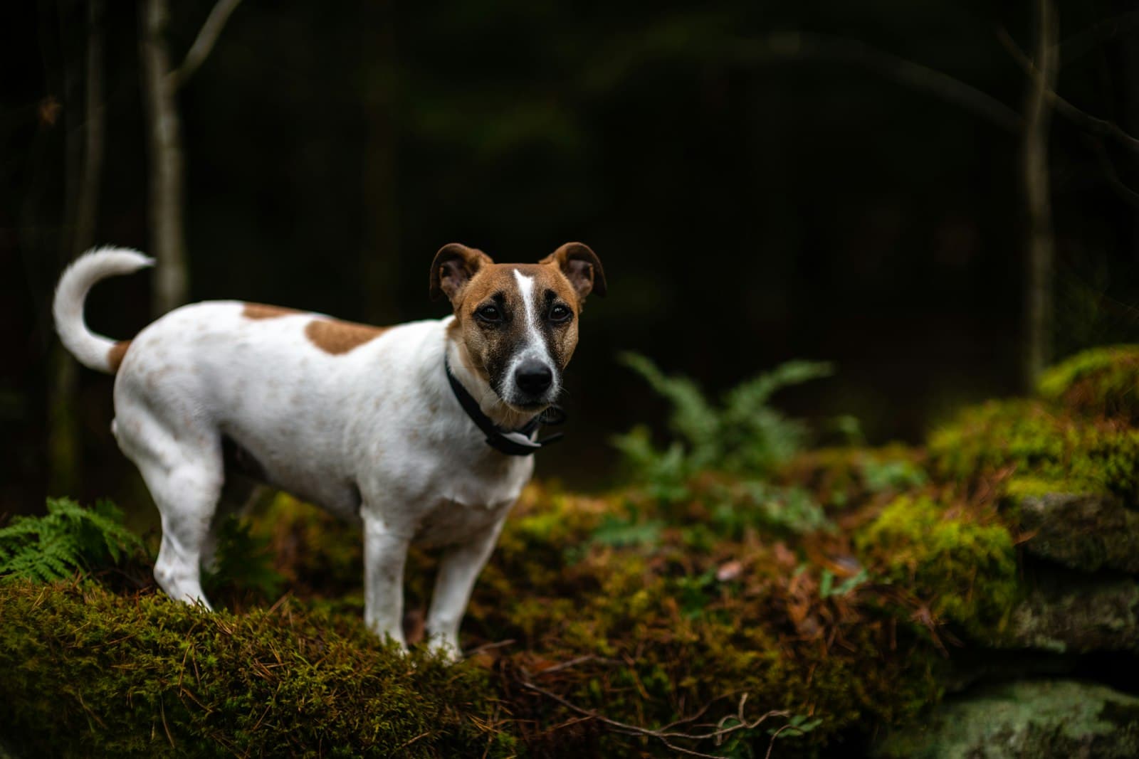 Uddevalla — white and brown dog standing near tree