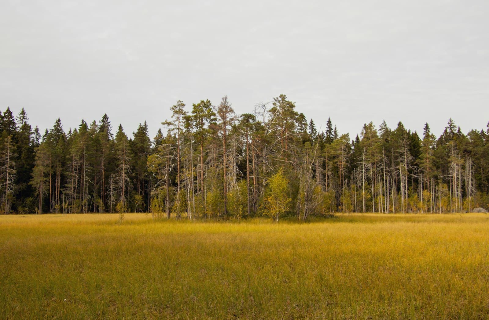 Umeå — a grassy field with trees in the background