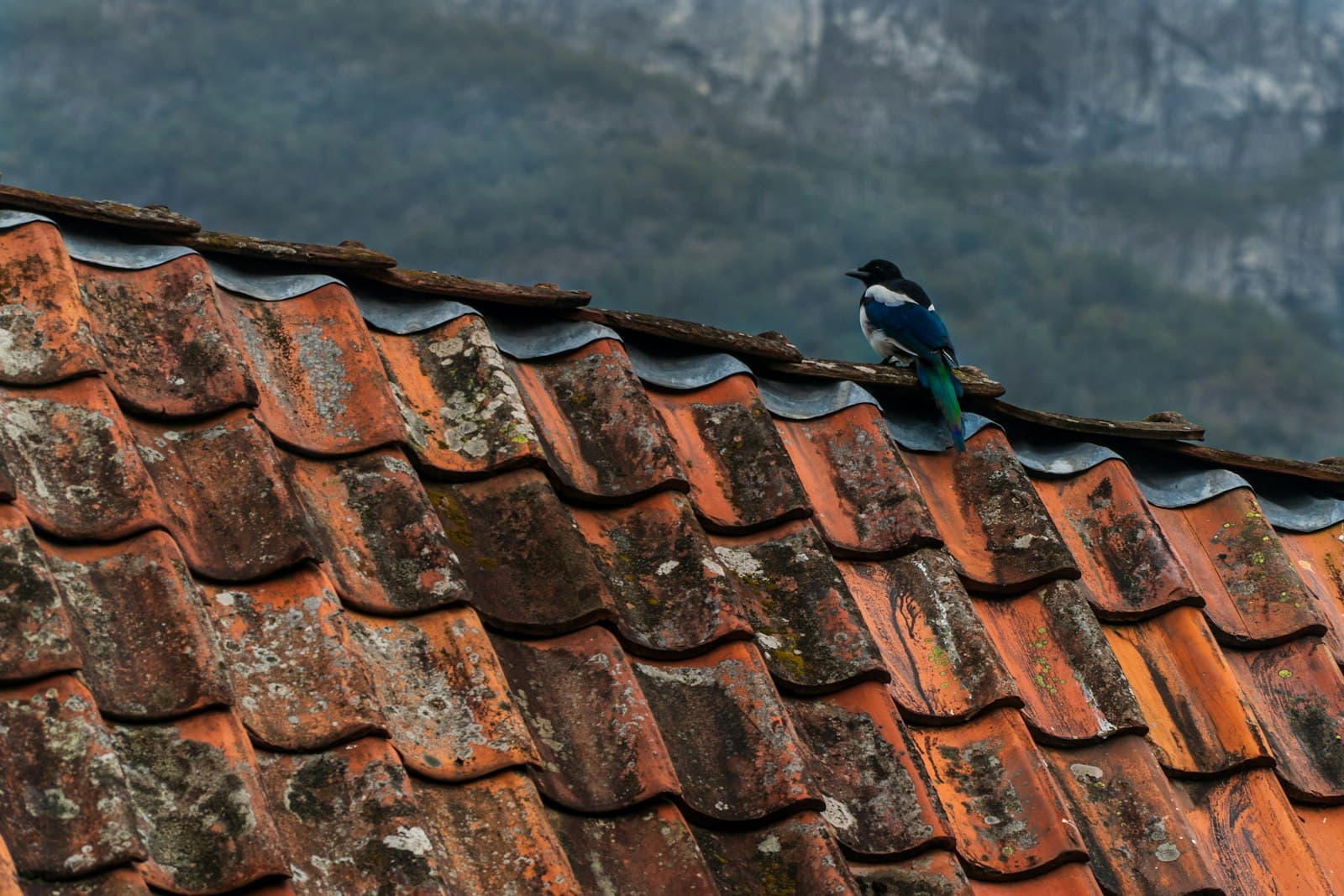 Undredal — blue and green bird on roof