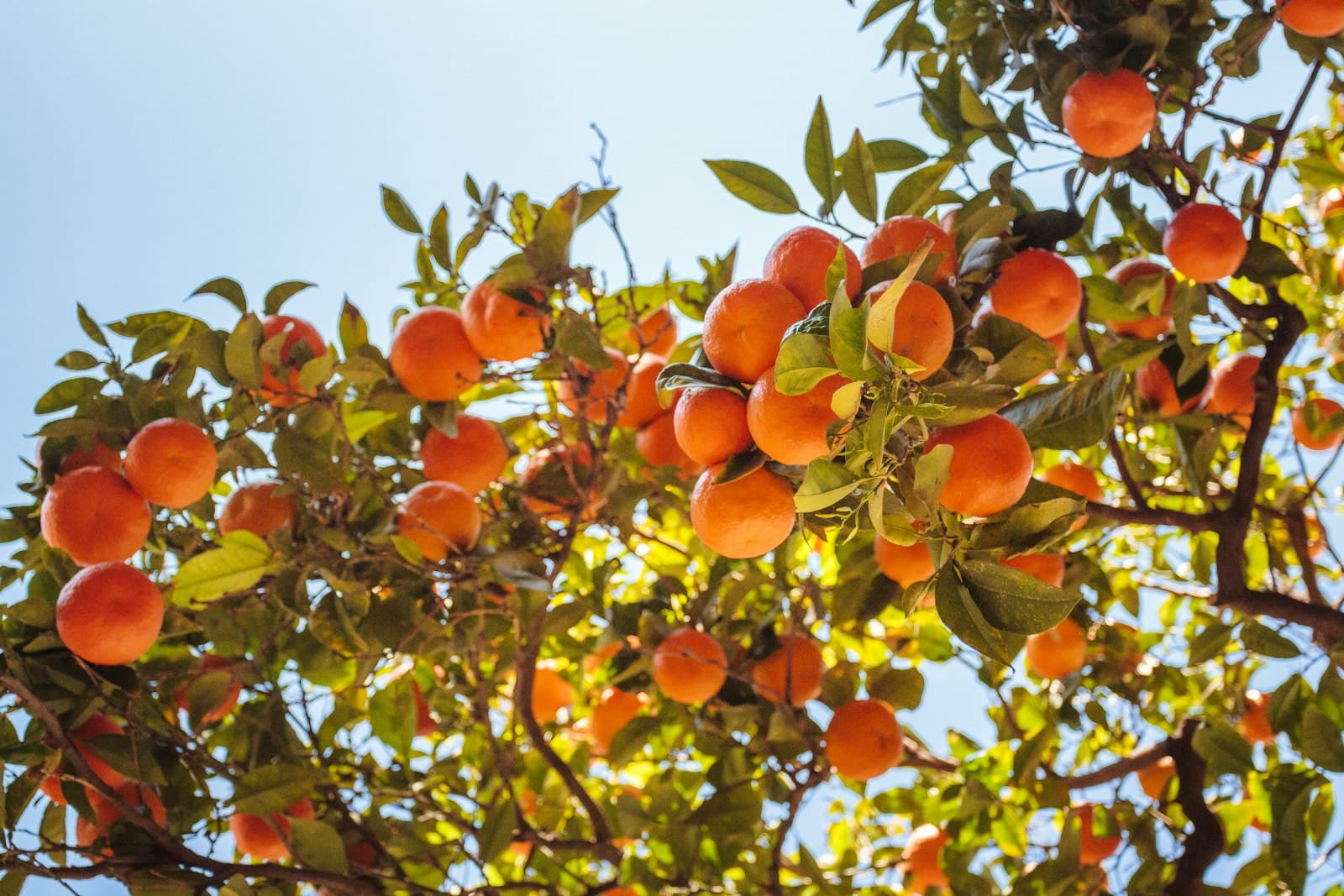 Valencia — orange fruit tree under blue sky during daytime