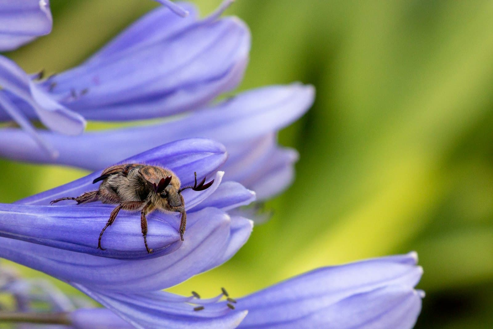 Valle de Bravo — brown and black bee on purple flower