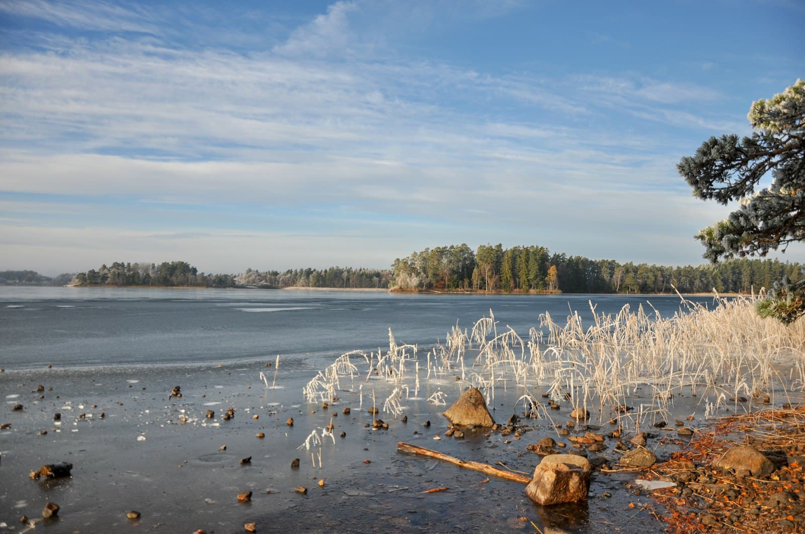 Växjö — white birds on beach shore during daytime