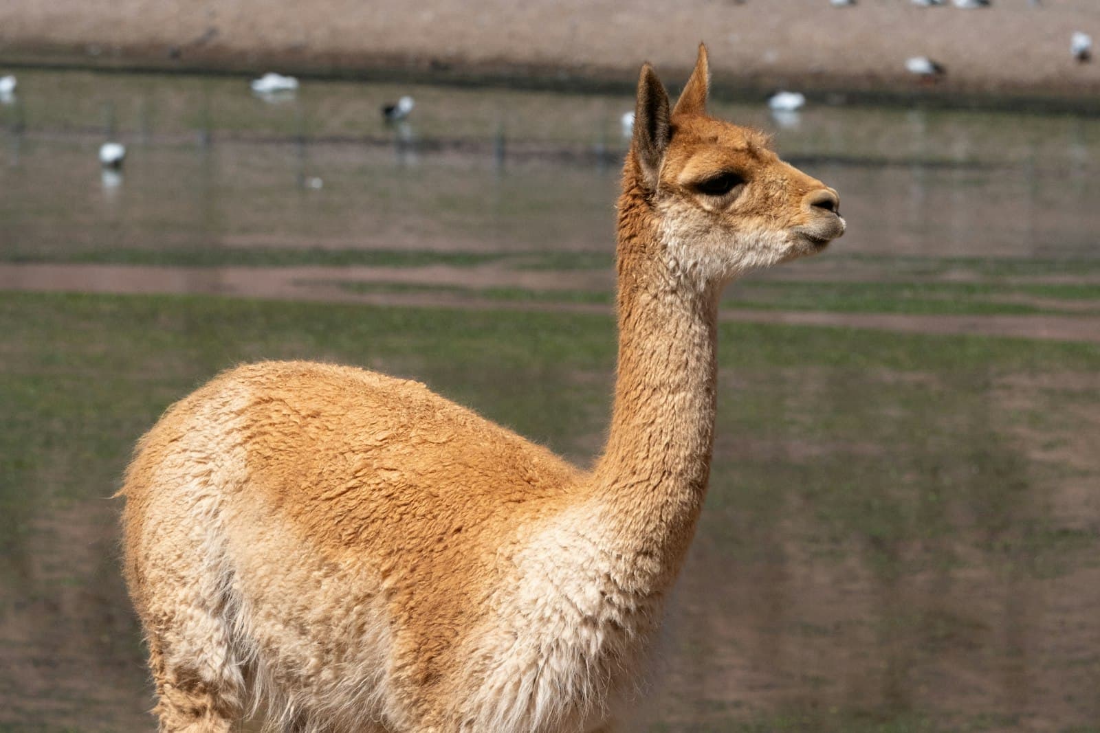 Vicuña — A vicuña stands in front of a lake.