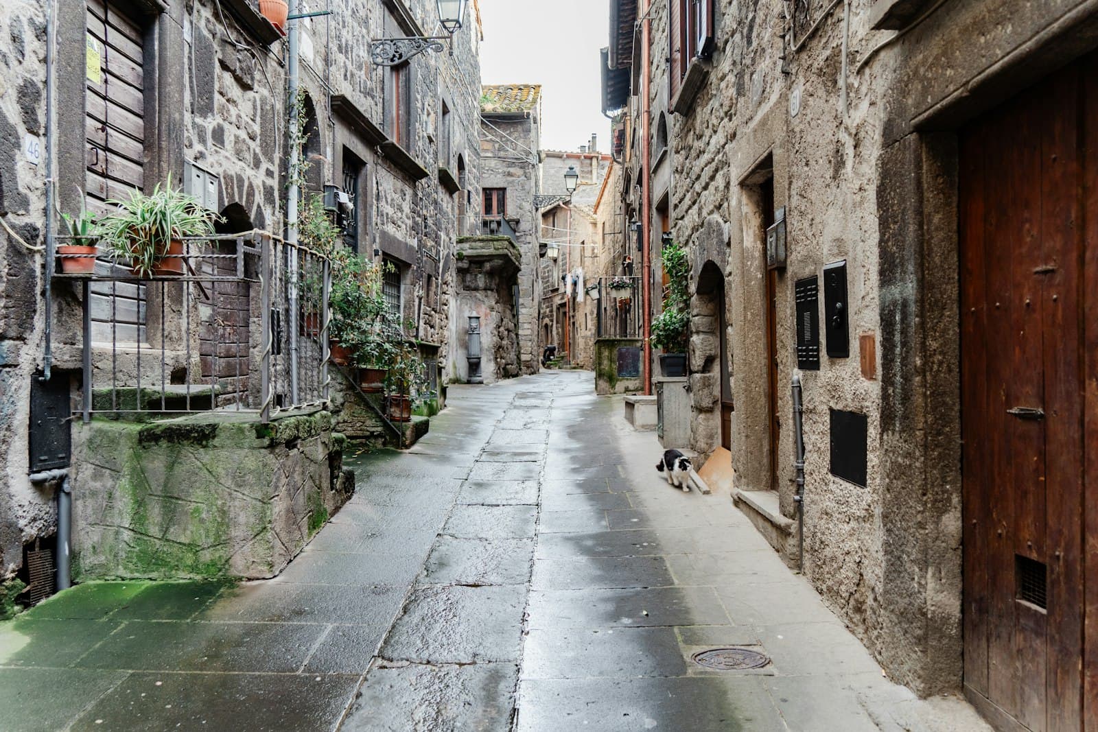 Viterbo — a narrow alley with a dog on the sidewalk