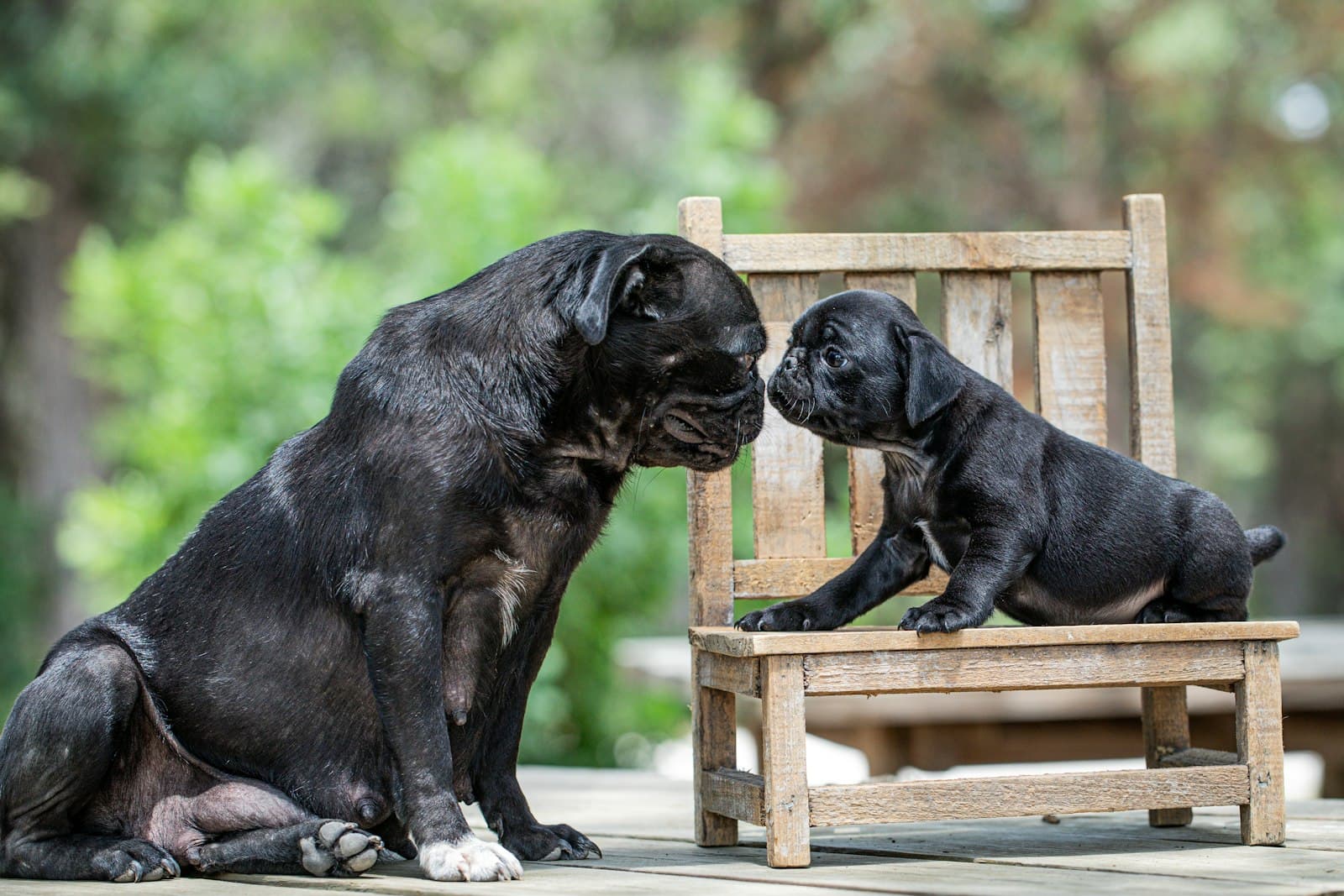 Waco — a black dog and a black dog sitting on a wooden bench