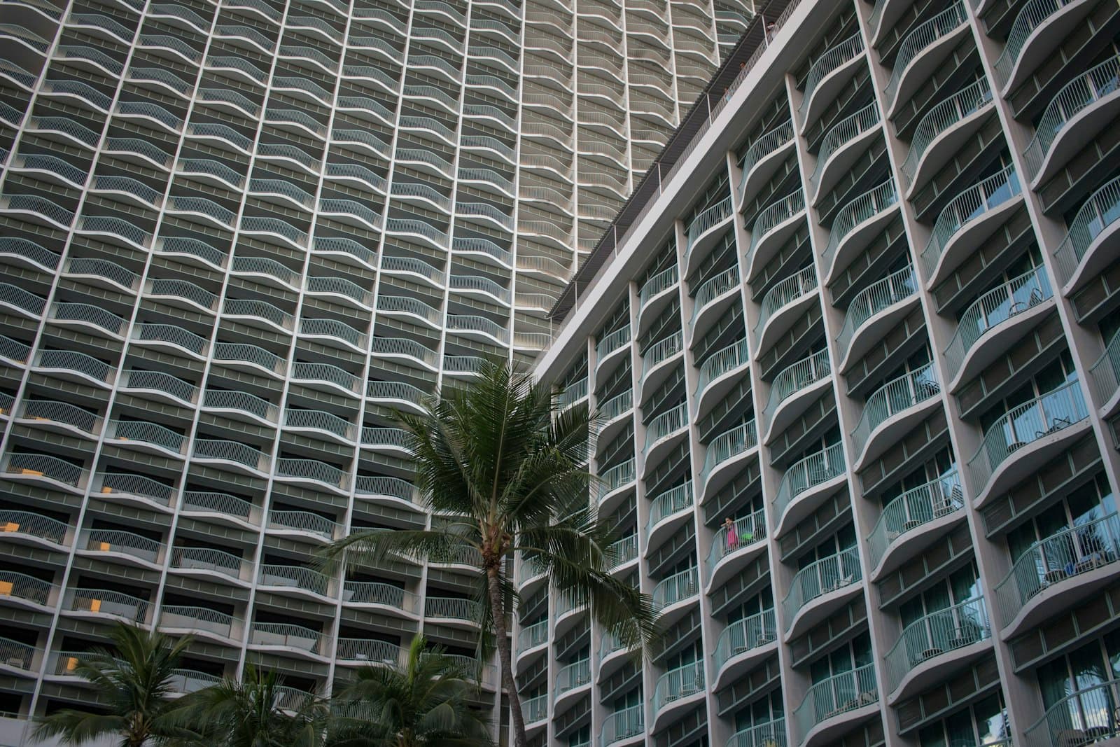 Waikiki — green palm tree near white concrete building