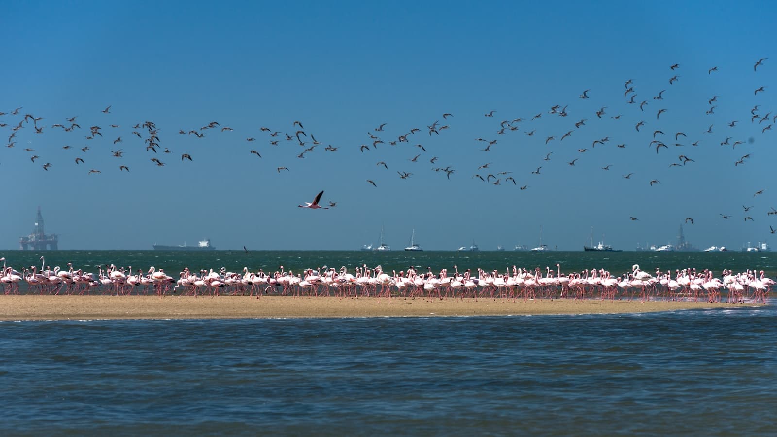 Walvis Bay — a flock of flamingos standing on top of a beach