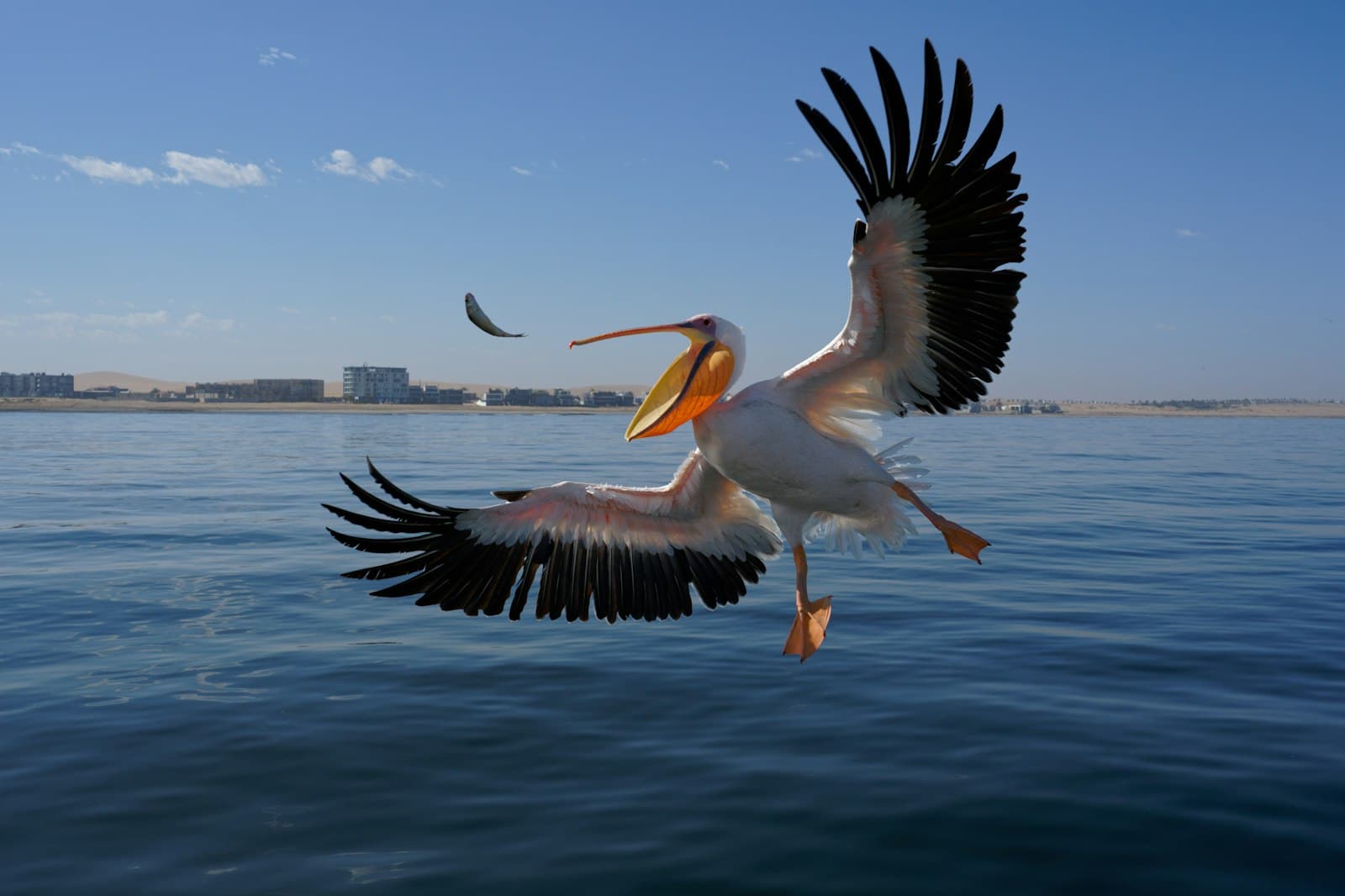 Walvis Bay — a large bird flying over a body of water
