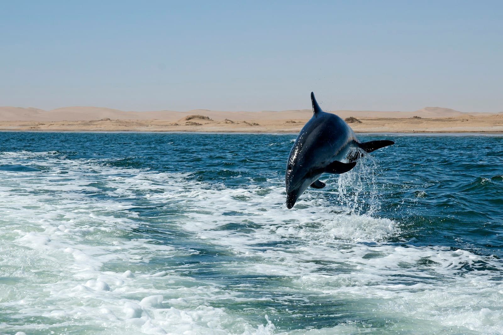 Walvis Bay — A dolphin leaps from the ocean waves near shore.