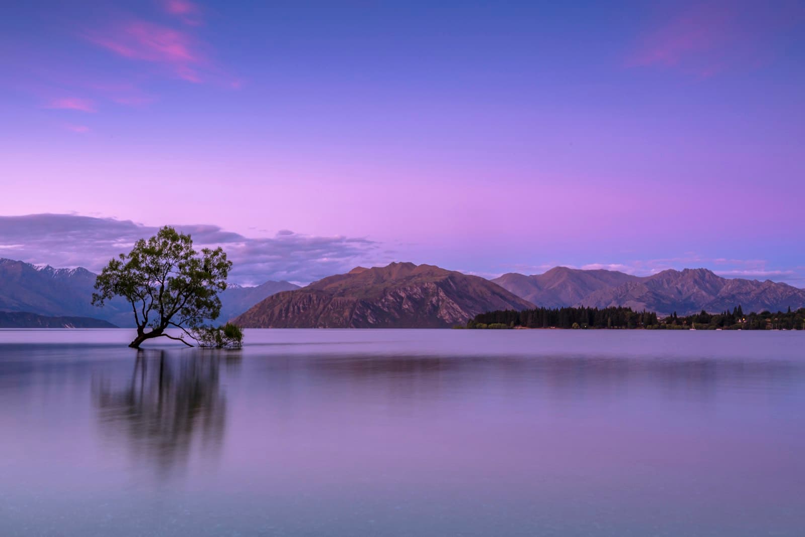Wanaka — tree on body of water near mountains