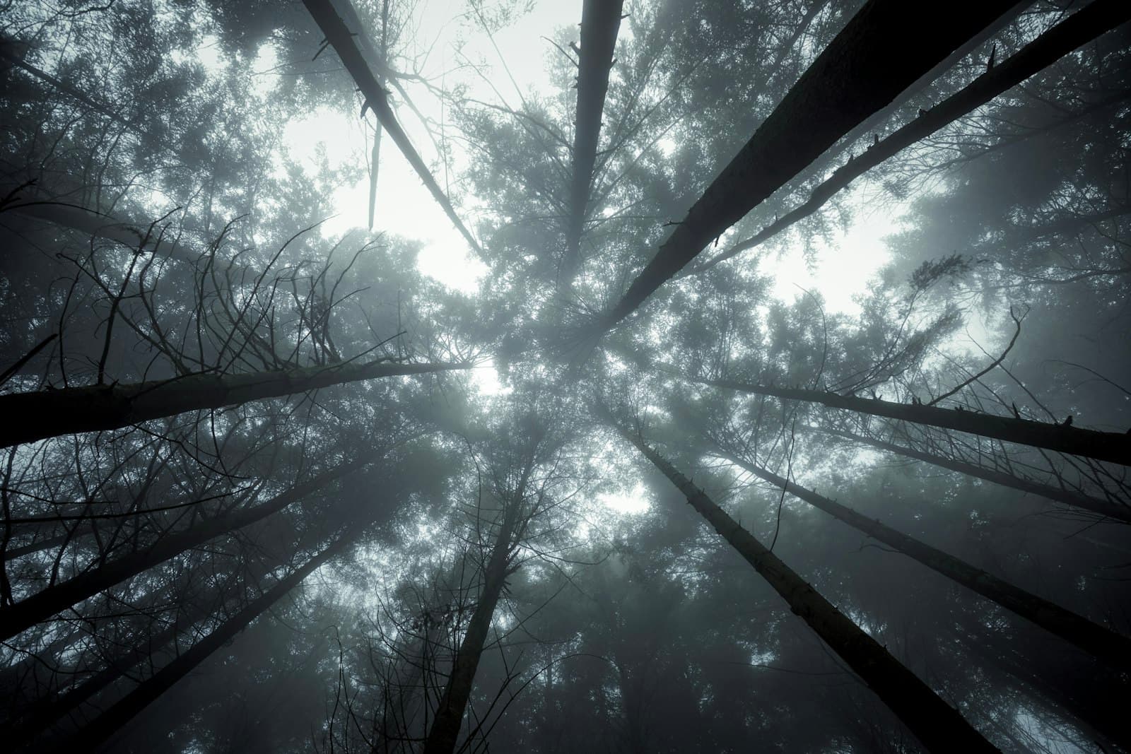 Wangenbourg — Looking up through tall, misty trees in a dark forest