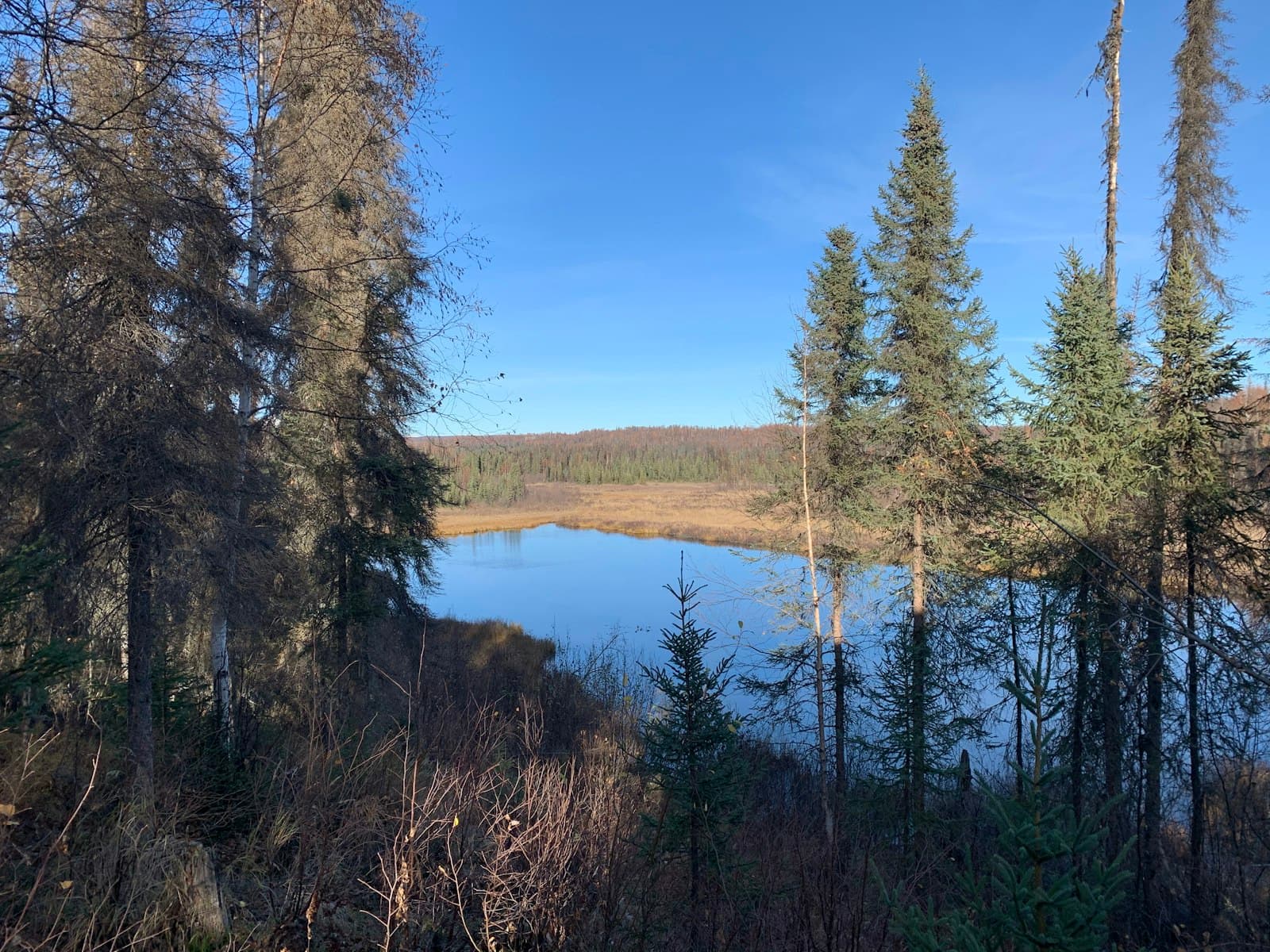 Wasilla — green trees near lake under blue sky during daytime