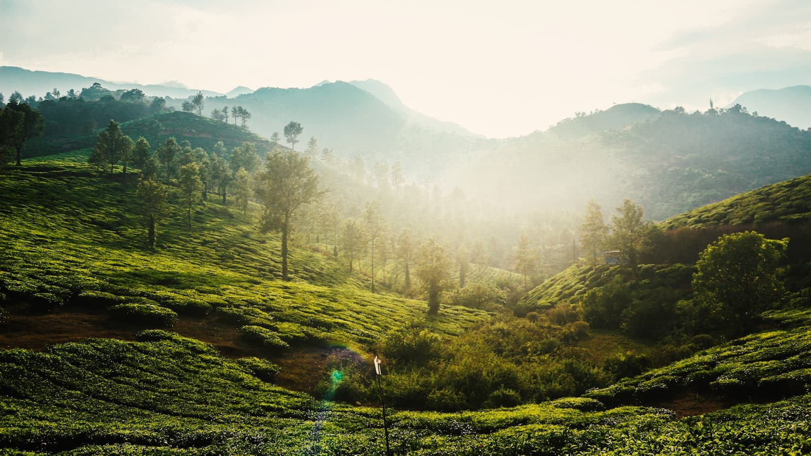 Wayanad — a lush green hillside covered in lots of trees