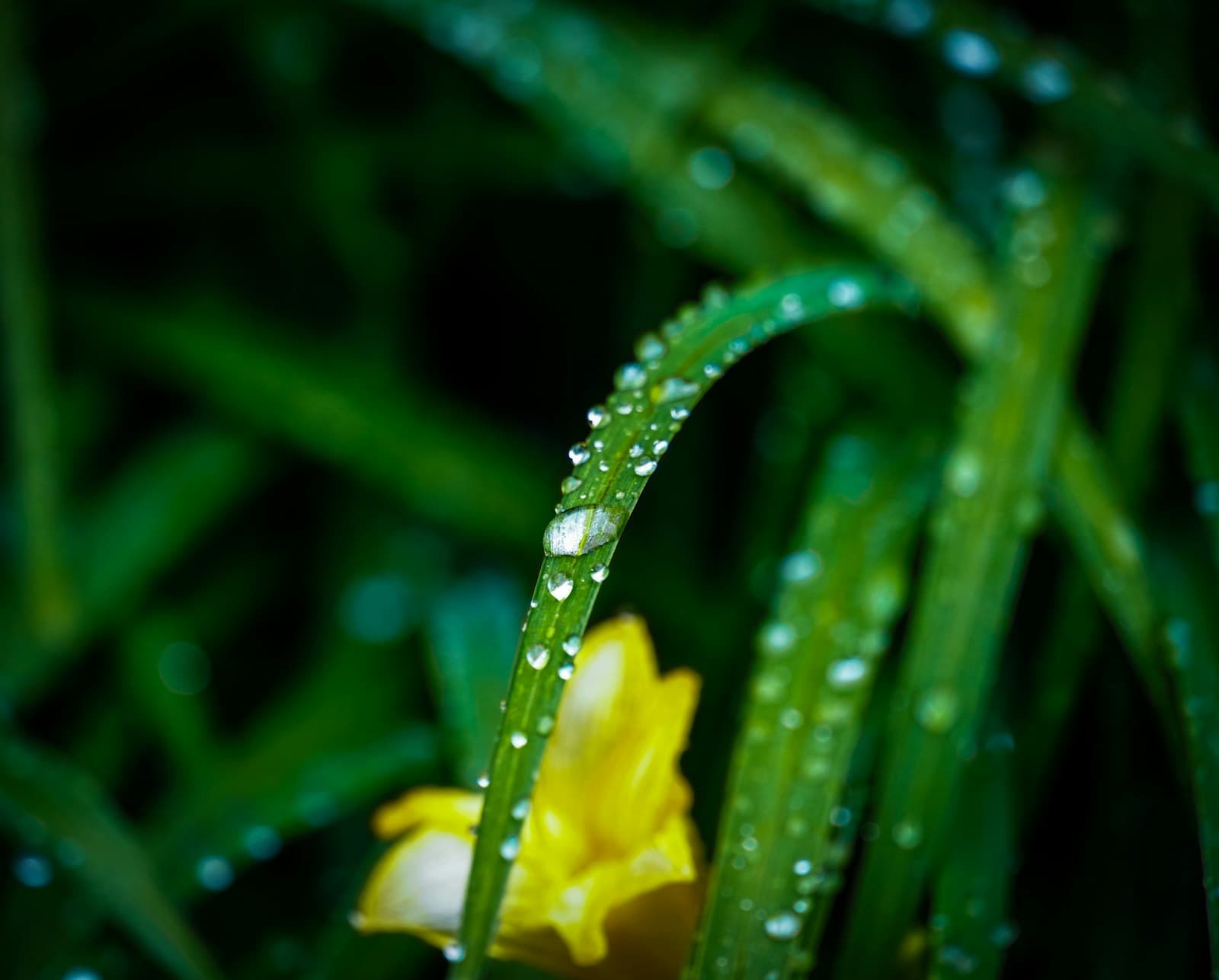 Wels — a yellow flower with water droplets on it