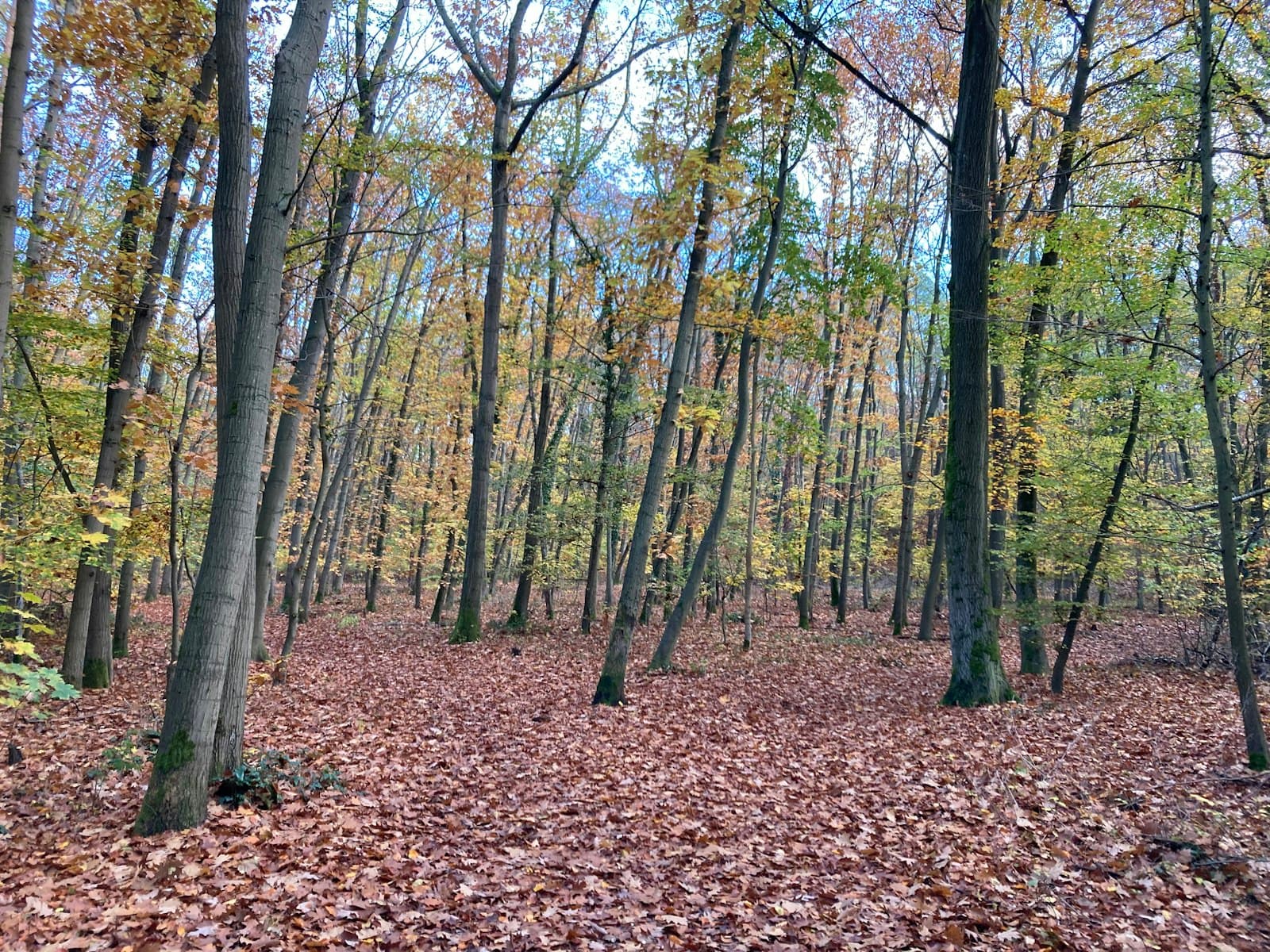 Werder — brown trees on brown leaves