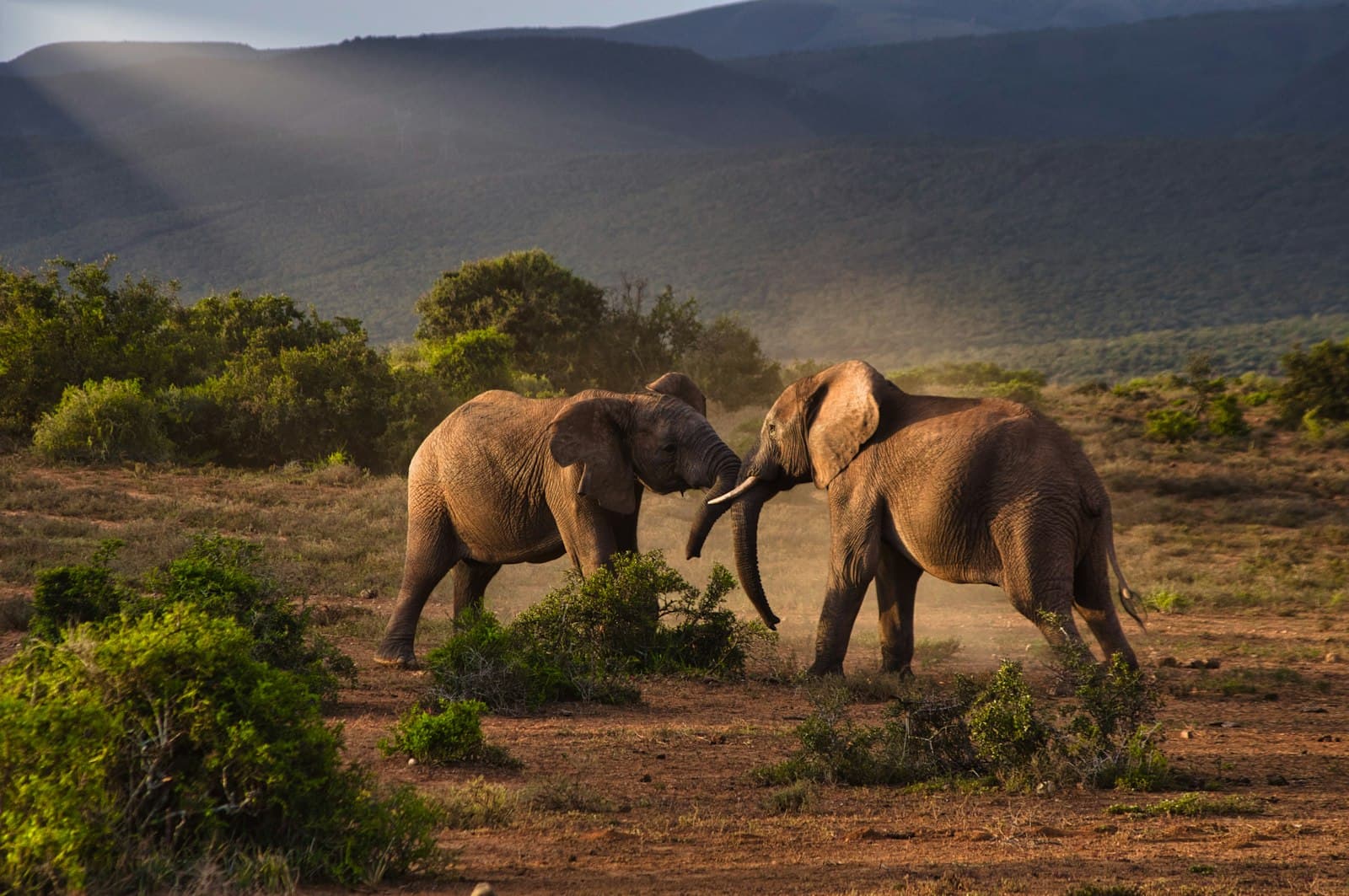 Wilderness — brown elephant on brown field during daytime