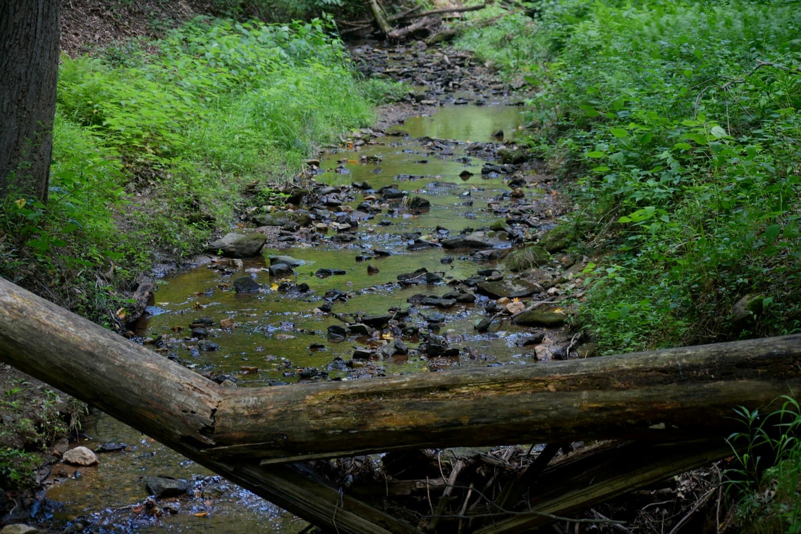 Wilmington — a stream running through a lush green forest