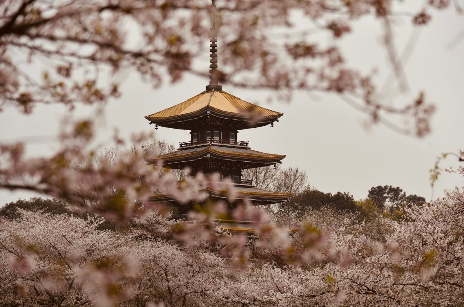 Wuhan — brown and white pagoda temple surrounded by trees during daytime