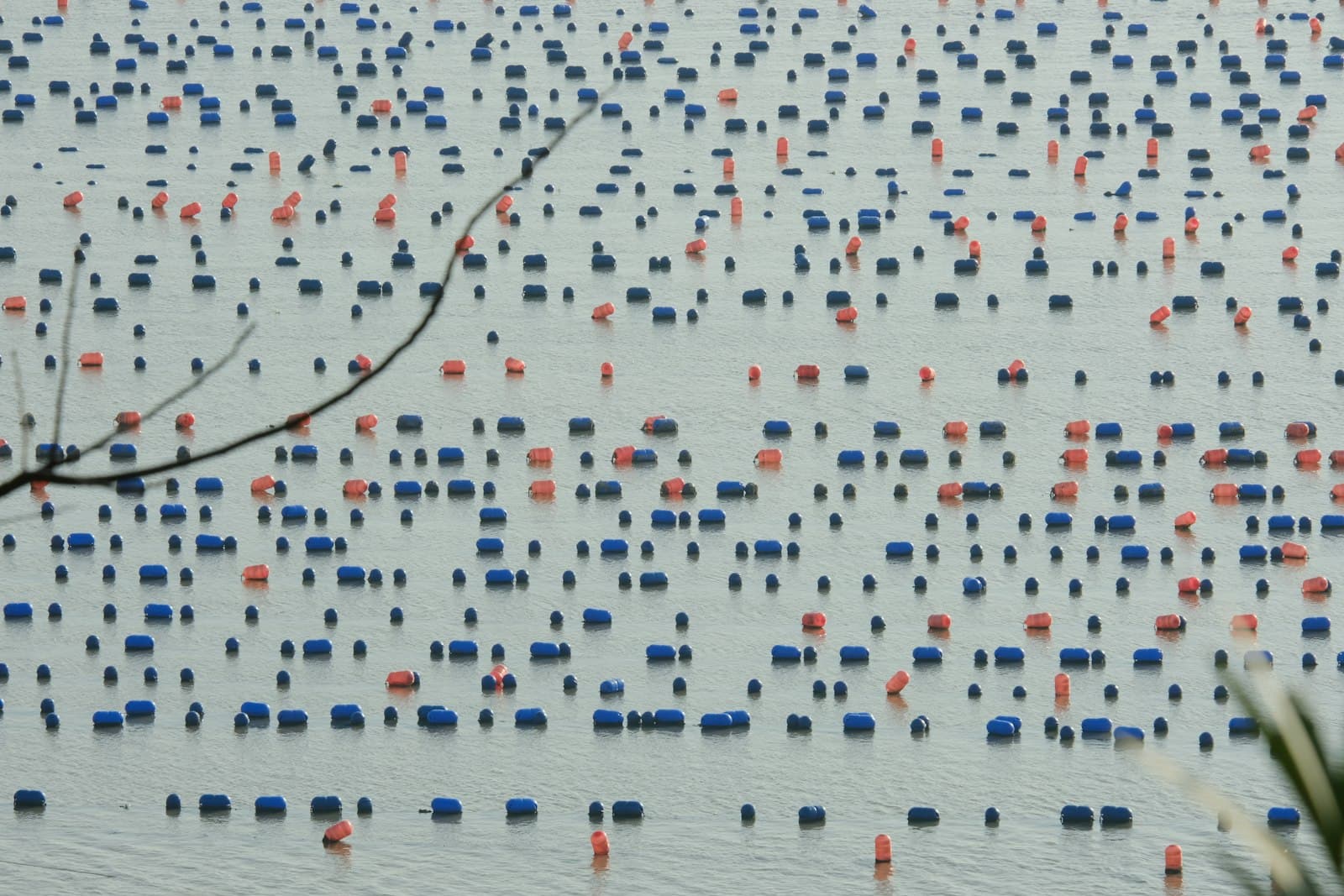 Xiapu — a large amount of orange and blue buoys floating in a body of water