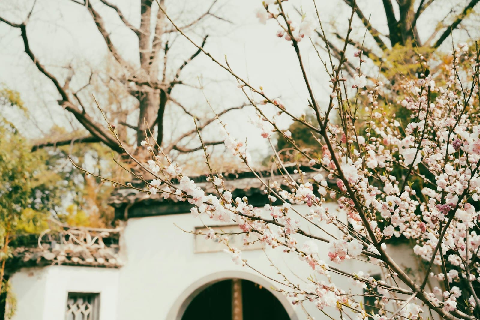 Yangzhou — a white building with a tree in front of it