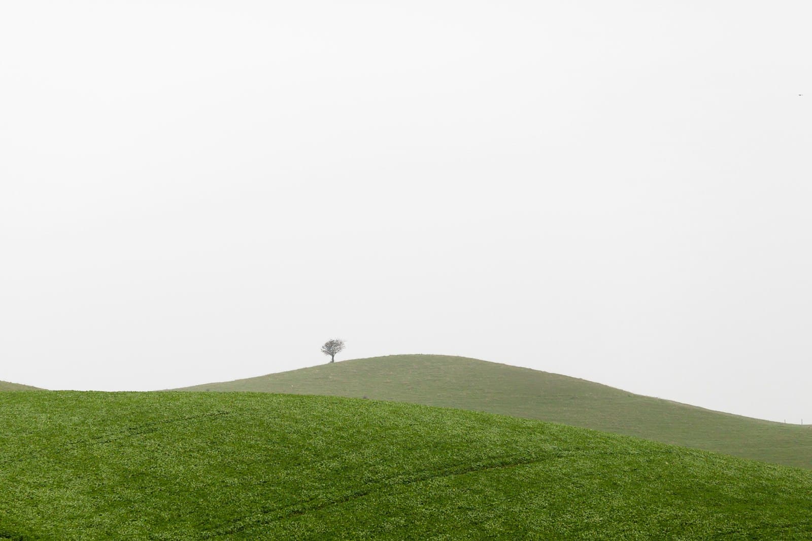 Ystad — photography of green grass during daytime