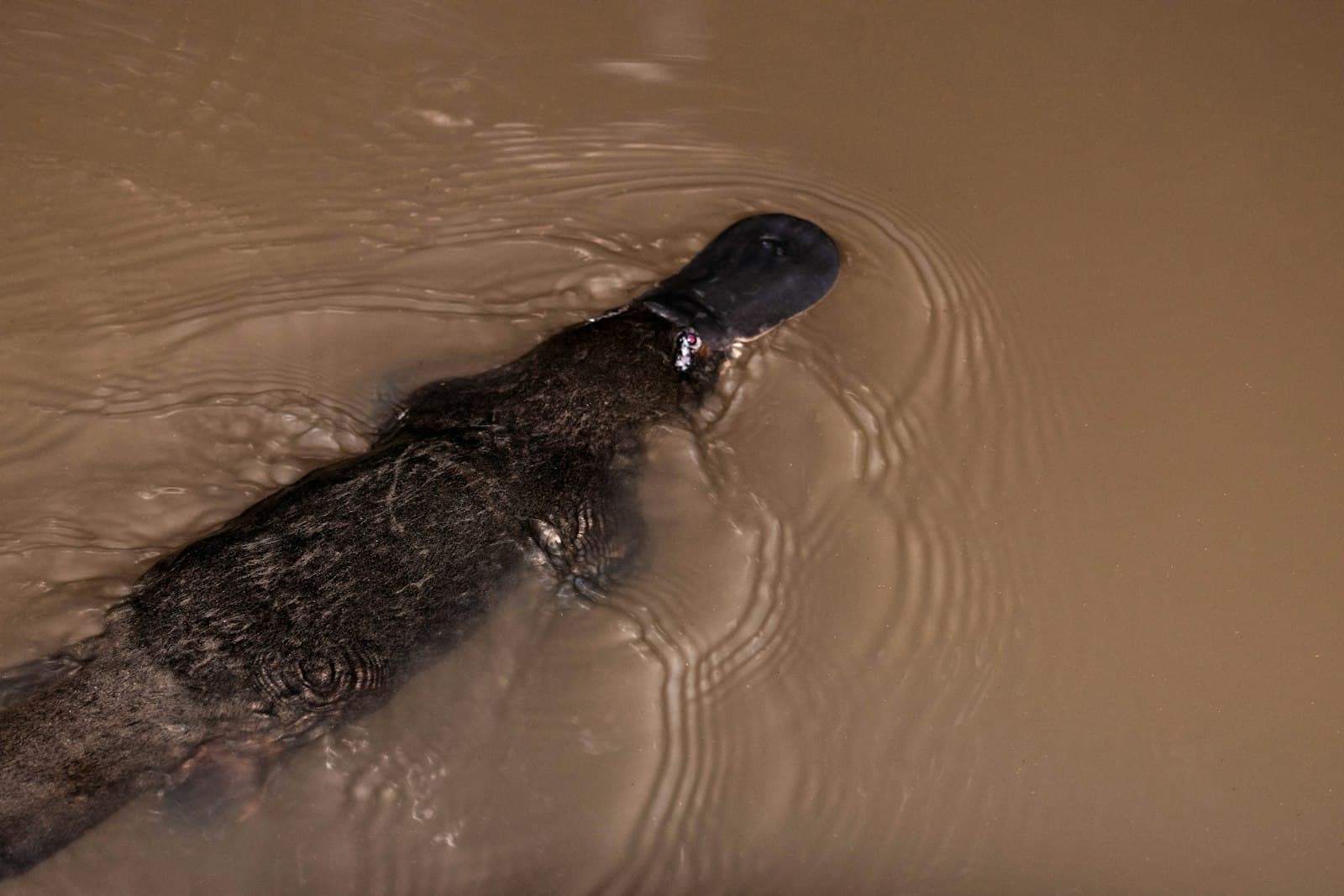 Yungaburra — black and brown animal on water