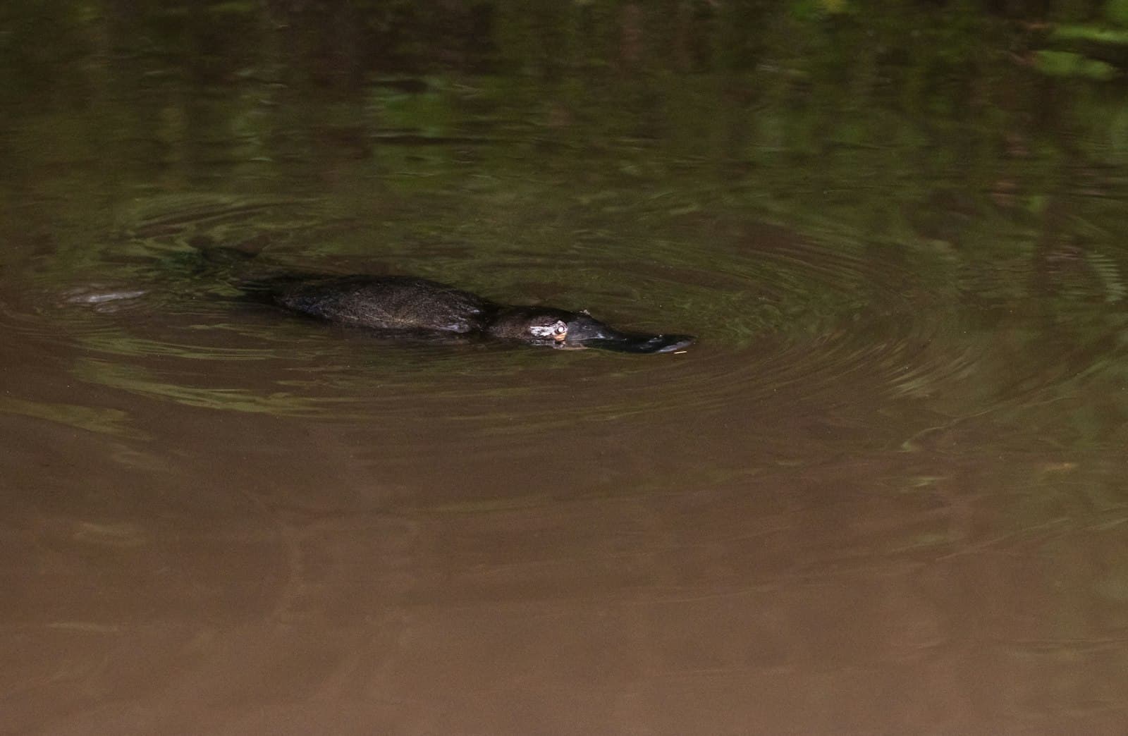 Yungaburra — black duck on water during daytime
