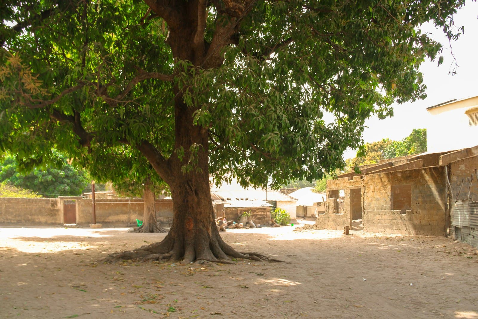 Ziguinchor — Large tree with sprawling roots in a sunny courtyard.