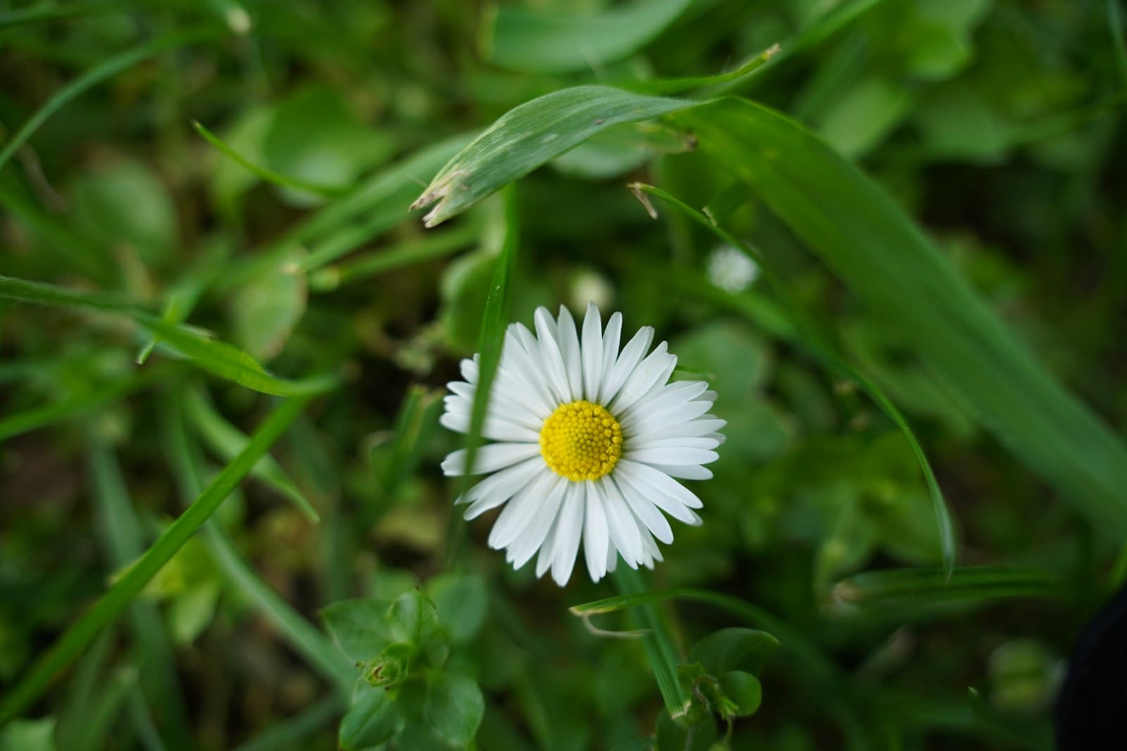 Zrenjanin — A single daisy flower surrounded by green grass
