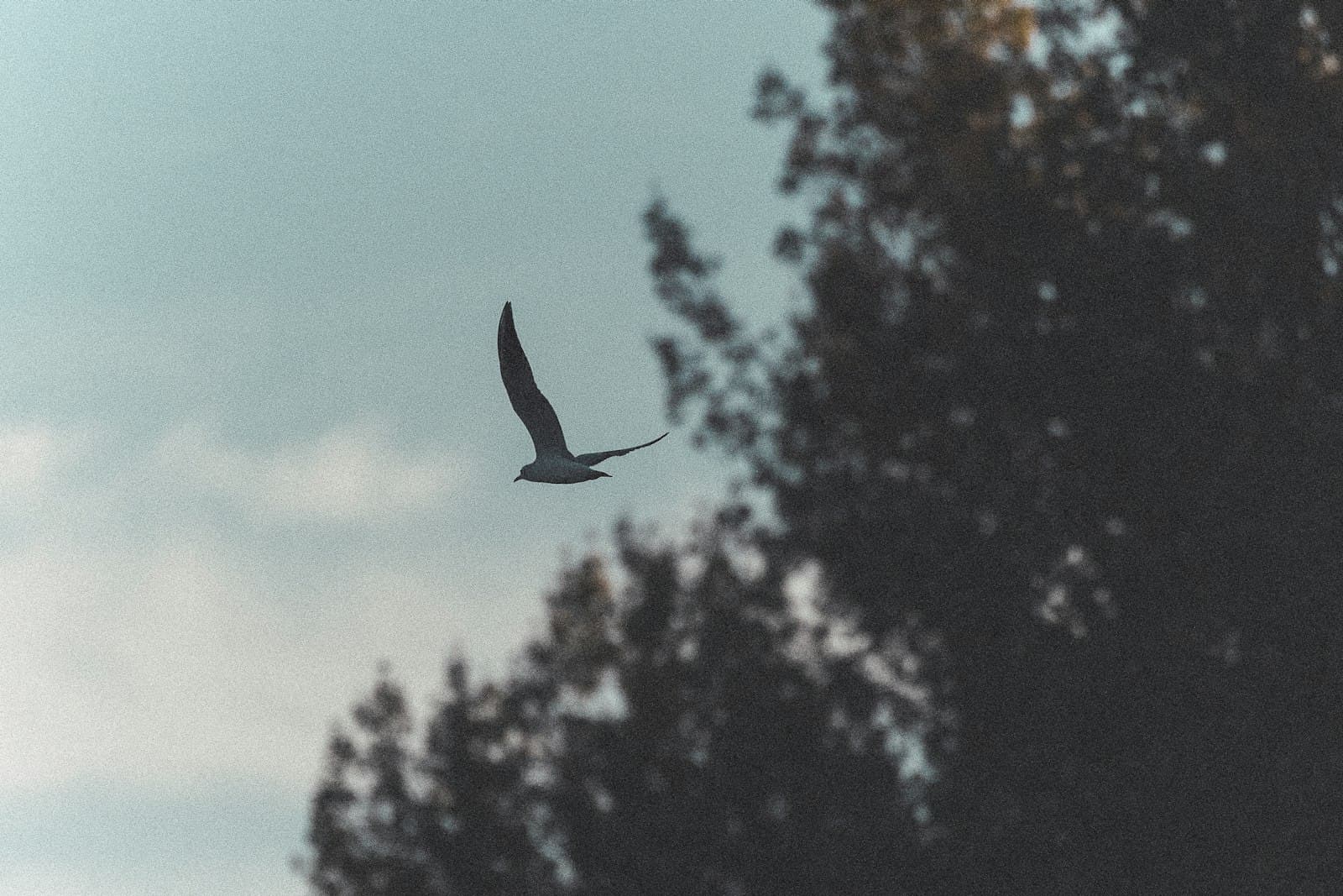 Zrenjanin — A bird flies gracefully through a cloudy sky